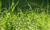 9 Watering Tips to Revitalize Your Lawn