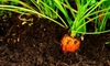 Benifical Organic Soil Ingrediants for Growing Carrots