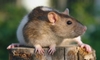 4 Natural Rat Control Methods
