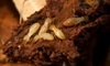 Mulch and Termites: Can Mulch Endanger Your Home?
