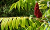 blooming sumac tree