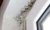 Mold grows in the corner of a windowsill due to moisture accumulation.