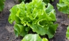 11 of the Easiest, Fastest Vegetables to Grow