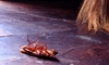 Choosing a Roach Killer for Your Roach Problem