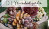 A group of potted succulents with the phrase "DIY succulent garden."