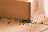 Ants on a counter.