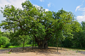 large oak tree with branch supports