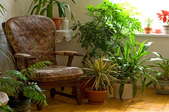 A corner filled with well-tended houseplants.
