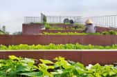 Row of raised beds with leafy vegetables growing in them