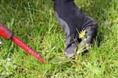 How to Do Basic Lawn Repair