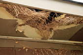A bird's nest cradled in a hole in the roof.
