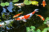Koi fish in a pond.