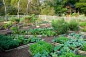 How to Plant a Potager Garden