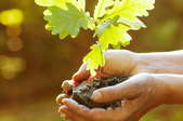 oak tree sapling in hands, ready for transplanting