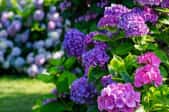 Blue and purple hydrangea flowers on bushes