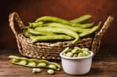 harvest of fava beans