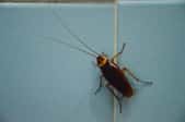 cockroach on wall tile