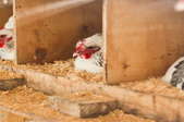 Chickens roosting in a chicken coop