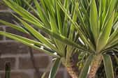 Bird's eye view of a yucca in a lawn, showing the symmetry and beauty of nature.