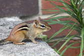 A chipmunk next to a brick wall and a grassy plant. 