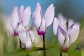 Camera close-up of cyclamen blooms.