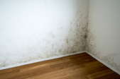 mildew on a white wall next to wood flooring