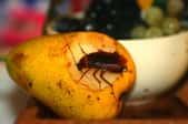 A cockroach eating a pear.