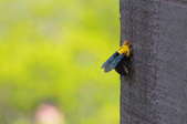 A carpenter bee on wood.
