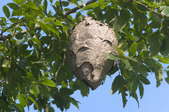 A beehive hanging in a tree.