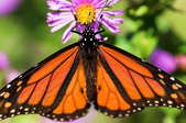 A monarch butterfly feeding at a purple aster.