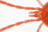 spider mite pest tentacles up close