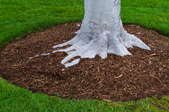 dirt circle around the base of a tree
