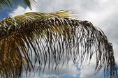 Browning fronds droop from a palm.