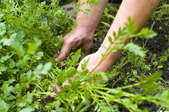 Hands in a garden with weeds