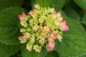 A blooming hydrangea with green petals.
