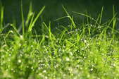 A close-up of wet grass.