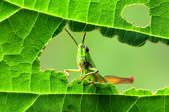 Grasshopper eating a leaf