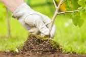 gloved hand planting small tree