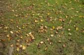 A lawn with autumn leaves. 