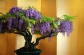 wisteria plant in an indoor planter