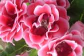 pink blossoms on a gloxinia plant