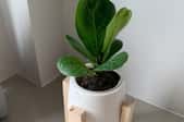 small plant with large leaves in an indoor pot in a corner
