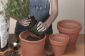 woman planting in a terra cotta planter