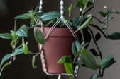potted plant in macrame hanger