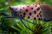 invasive spotted lanternfly with closed, pink wings