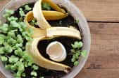 potted plant with banana peel and egg shell