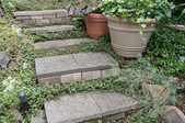 concrete steps in a garden