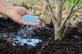 Dropping blue fertilizer pellets into the soil near a plant