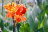 orange canna lily flower