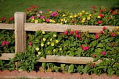 living fence with flowers